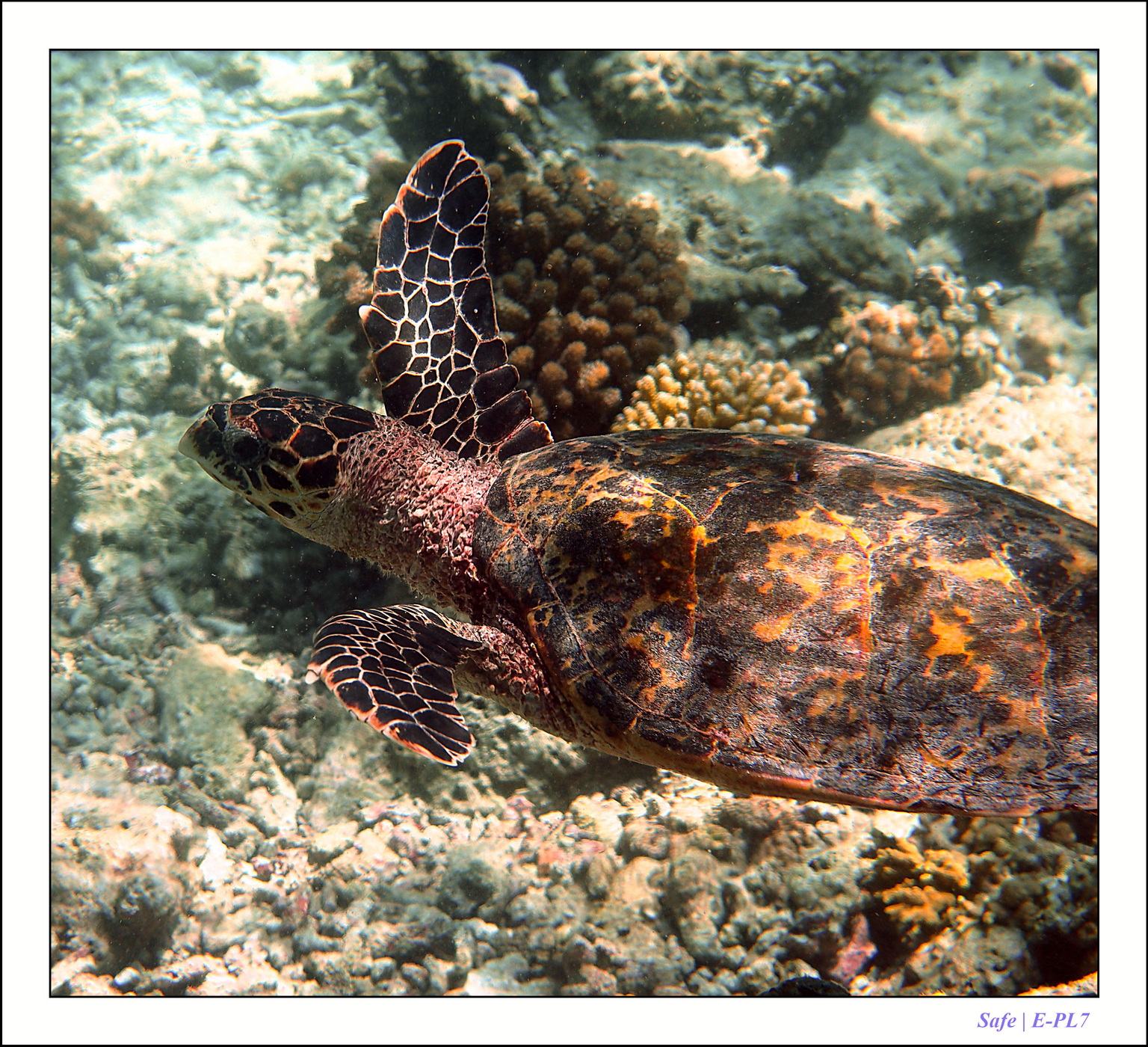 2022 - 07 - snorkeling Maldives - 041